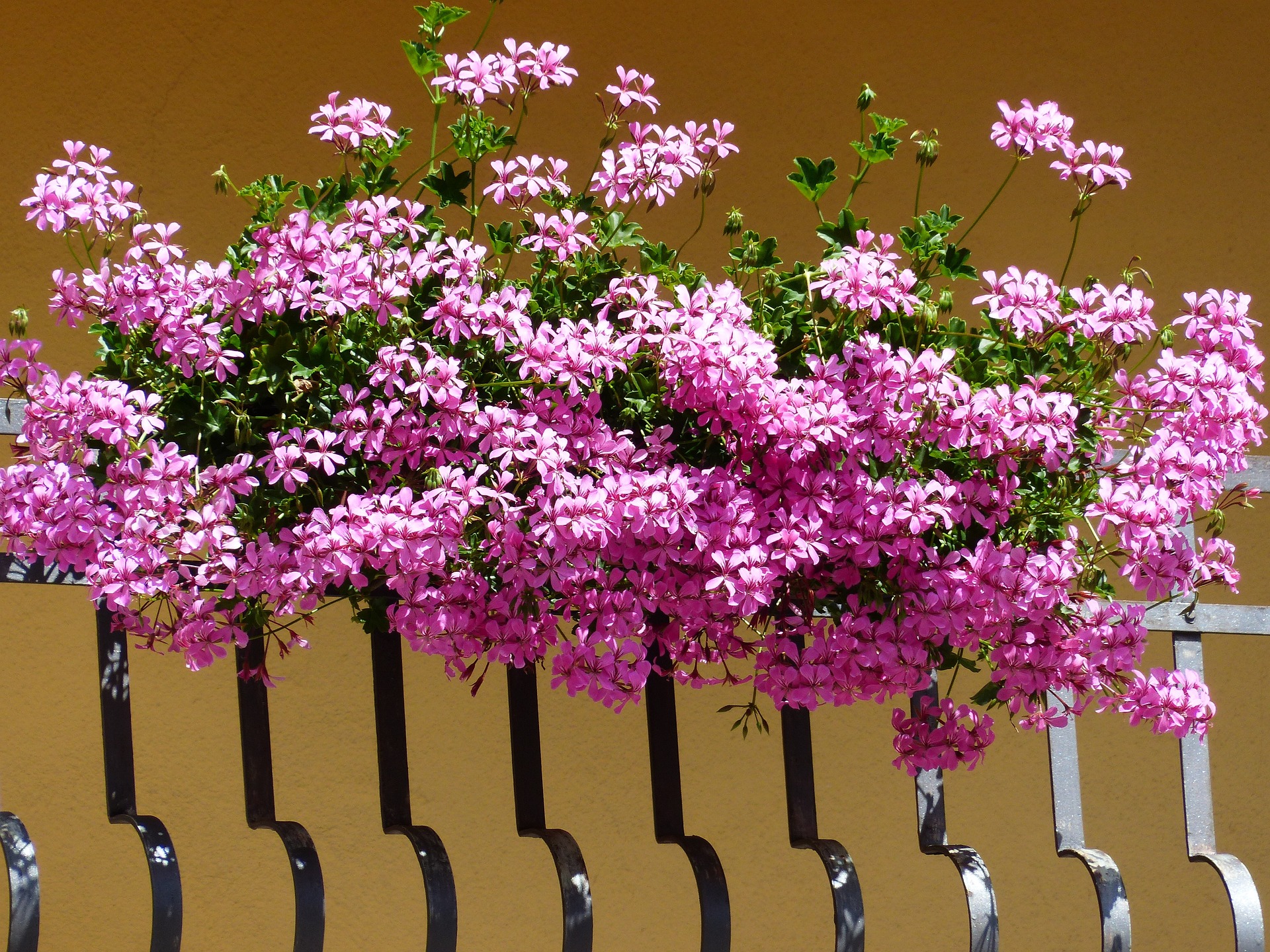 pelargonie na balkonie